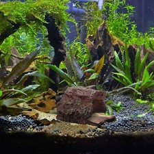  Resin Lizard Place Reptile