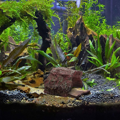 Bearded dragon hideout - bearded,