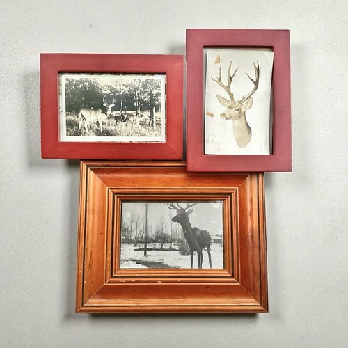 Vintage framed deer - vintage, photo
