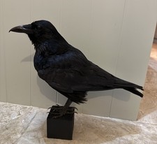 🎃 Taxidermy CROW Not raven