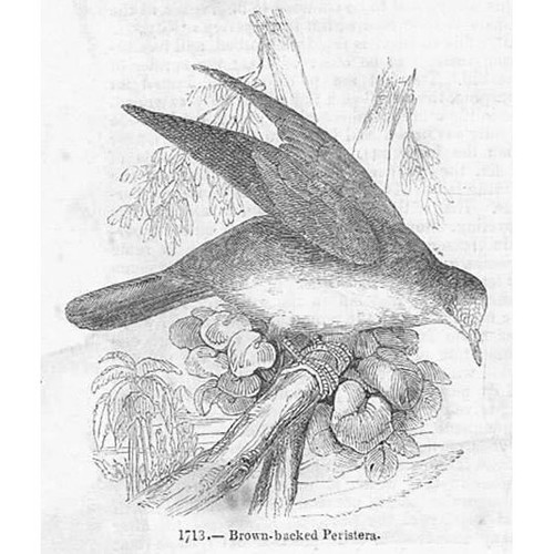 Birds brown backed pigeon - pigeon,