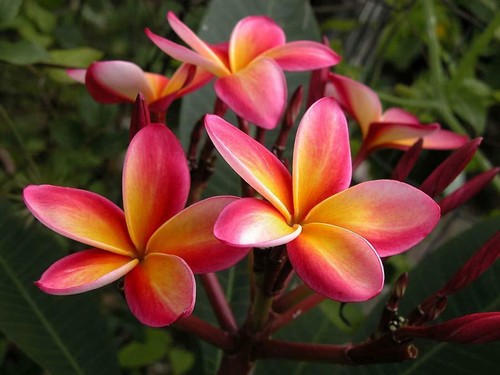 Plumeria rubra frangipani - rubra,,