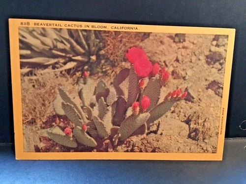 Postcard beavertail cactus - beavertail, in