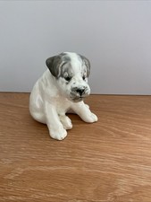 Lomonosov Puppy