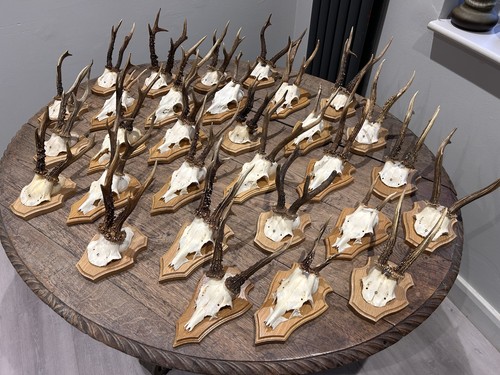 Premium taxidermy roe deer - taxidermy,