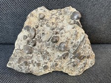 Silurian Fossil Sea Bed