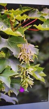 Sycamore trees Acer pseudoplatanus . 10 , Bare rooted 30cm -40cm