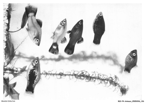 Bdip4 0340 animaux fish - -,