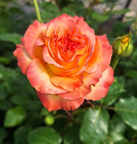 Rose bush meteor - bush, floribunda