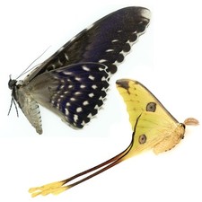 Comet moth white witch - white,