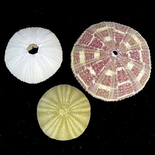 Collection mixed sea - mixed,