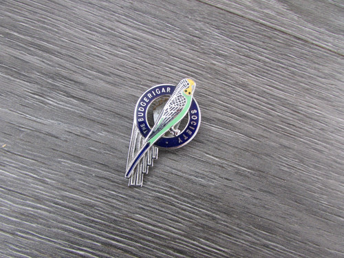 The budgerigar budgie bird - the,