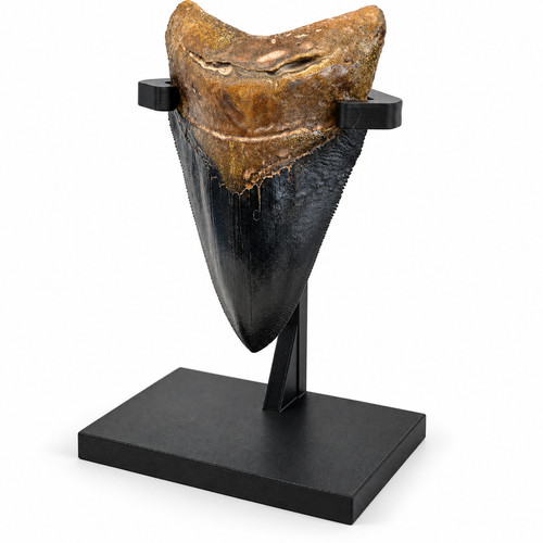 Megalodon shark tooth - shark, –