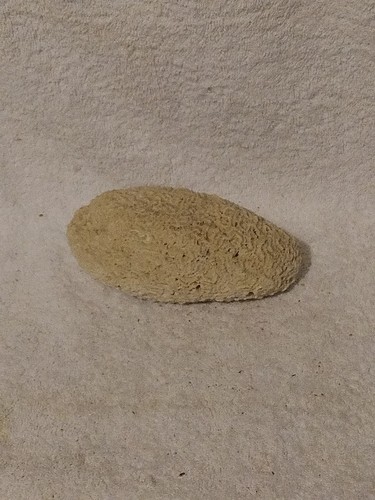 Brain coral white natural - coral,