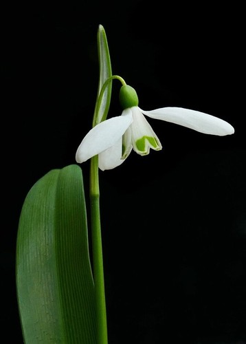 20x snowdrop galanthus - 20x,