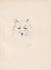 1946 CAIRN TERRIER DOG Print -