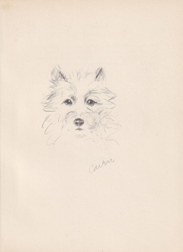 1946 cairn terrier dog - dog, print