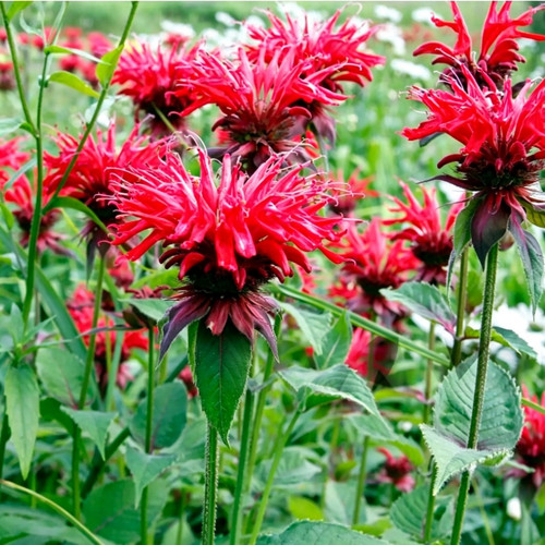 3000 red bee balm seeds - red,