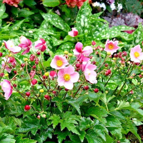 Anemone satin doll blush - anemone,