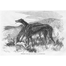 GREYHOUNDS, Lady Clare and Asylum - Antique Print 1857