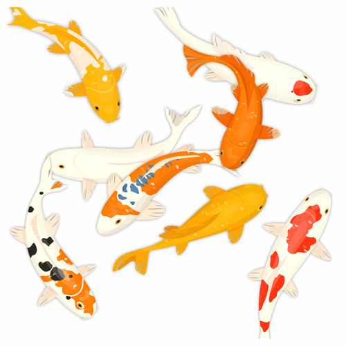 Koi carp fish stickers - carp,