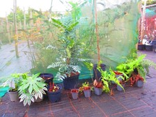 SHADE FERNERY BORDER plant