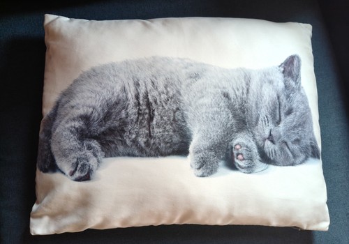 Adorable sleeping grey - adorable,