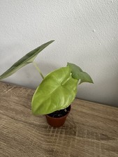 Very Very Rare Alocasia