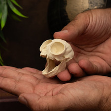 Owl Monkey Skull Replica –