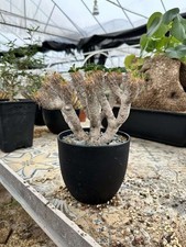 RareSucculent plant Euphorbia