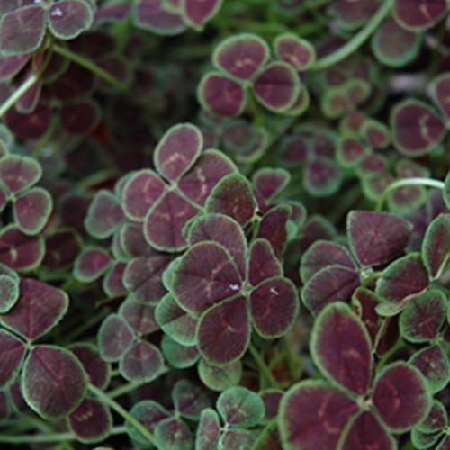 Clover plug plants dark purple