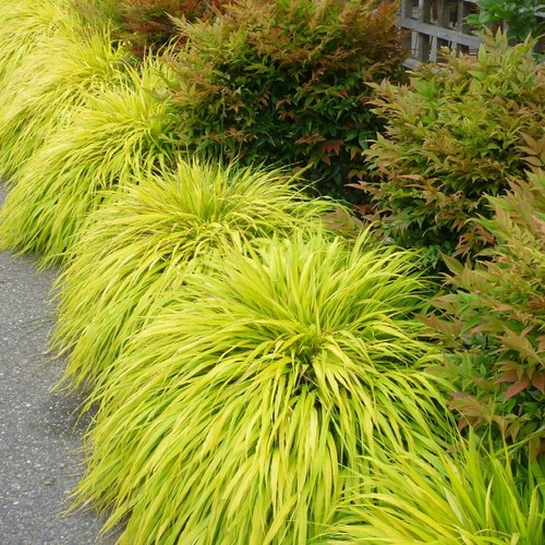 Hakonechloa macra all gold - gold, in
