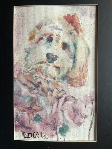 Cockapoo labradoodle original - labradoodle,