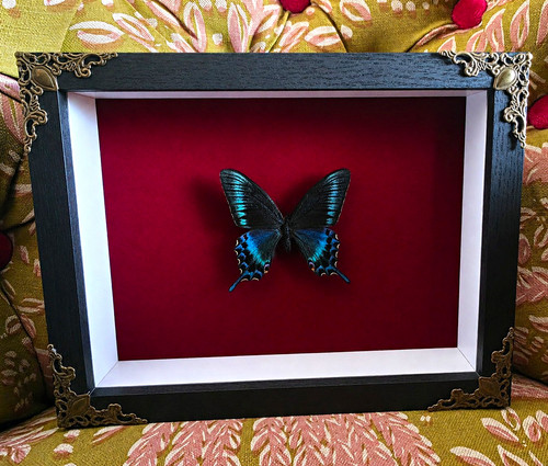 Mounted butterfly taxidermy - mounted,