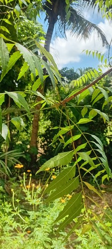 Neem leaves 100 freshly - neem, leaves🌿