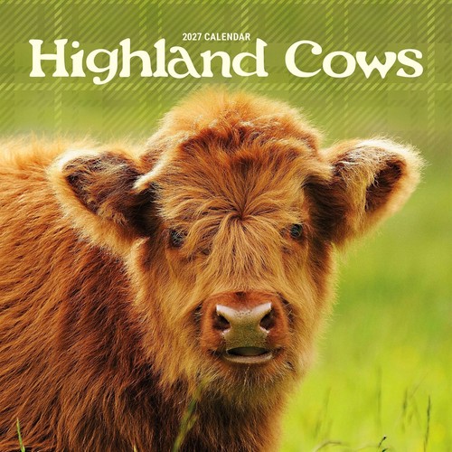 Highland cows mini - highland,