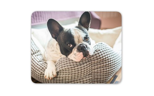 Adorable french bulldog mouse - bulldog,