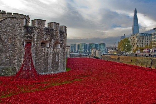 Tower london poppies blood - poppies,