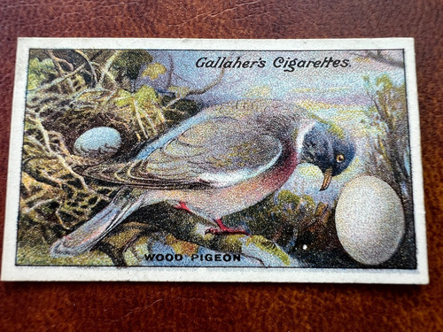 Gallaher birds nests eggs - gallaher,