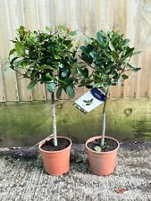 PAIR OF BAY TREES/ LAURUS NOBILIS IDEAL HERB FOR COOKING STANDARD BAY TREES