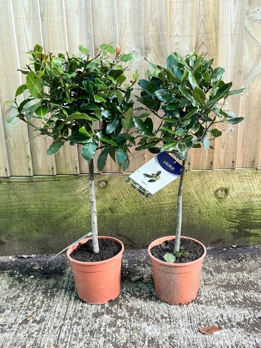 Pair bay trees - pair, of