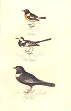 BRITISH BIRDS. Stonechat; Pied Wagtail; Ring Ouzel. MUDIE. Hand coloured. 1835