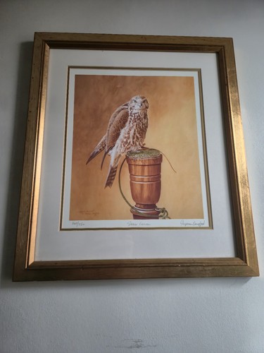 Stephen gayford saker falcon - stephen,