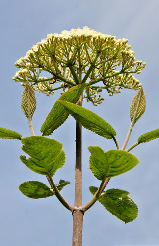 Viburnum lantana cotton tree - viburnum,