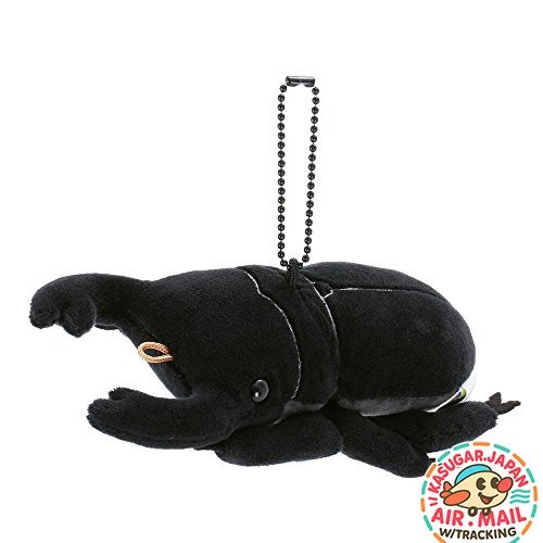 Colorata giant stag beetle - colorata,