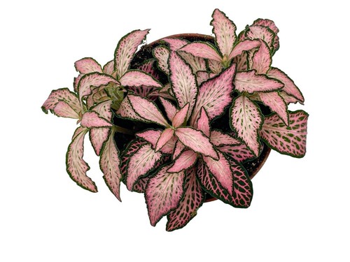 Fittonia mosaic nerve plant - fittonia,