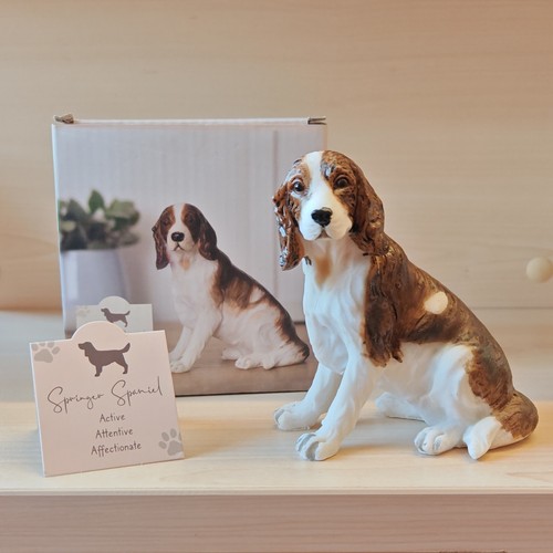 Springer spaniel dog - springer,