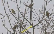 Photo 6x4 A charm of