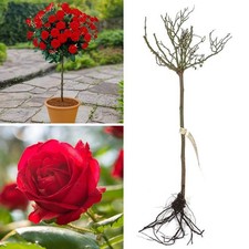 60-70cm tall Standard Rich Red