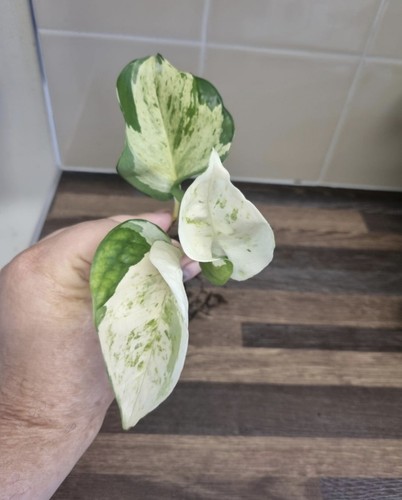 Epipremnum manjula pothos - manjula,